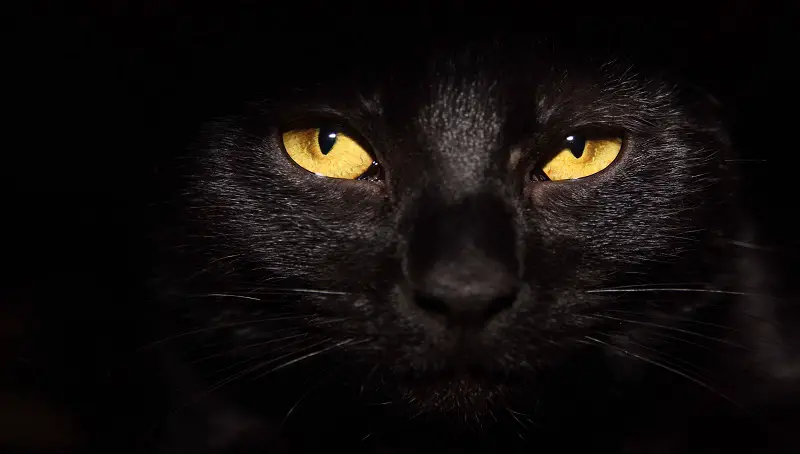 Black Cats Halloween