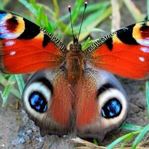 Butterfly in nature