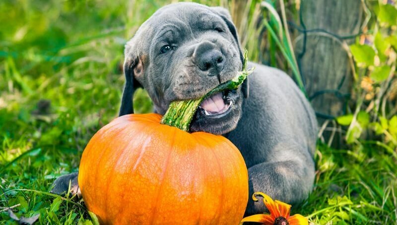 Can Dogs Have Pumpkin