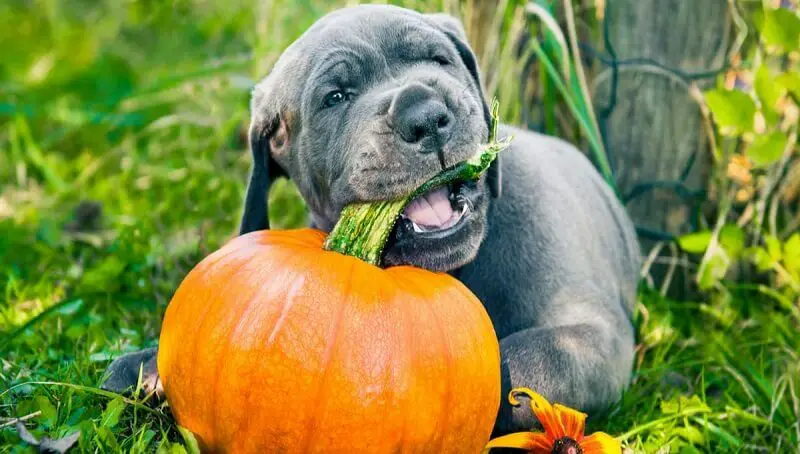 Can Dogs Eat Pumpkin? 4 Can Dogs Have Pumpkin