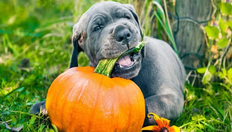 Can Dogs Eat Pumpkin? 3 Can Dogs Have Pumpkin