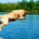 Can Dogs Swim
