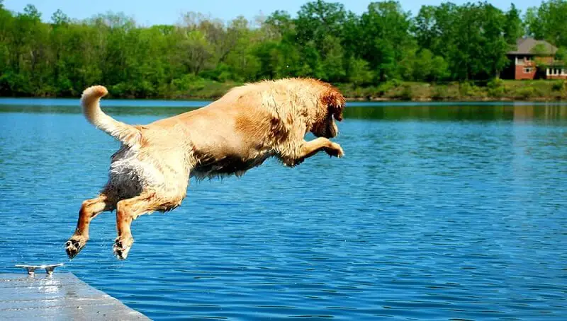 Can Dogs Swim