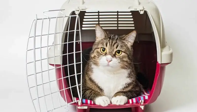 Tips For Choosing a Cat Carrier 4 Cat Carrier