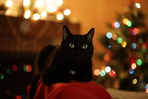 Cat and Christmas Tree