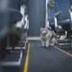 Cat on Plane
