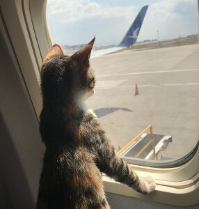 Cat on Plane Window