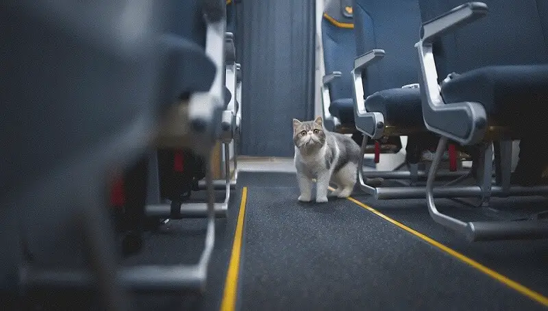 Cat on Plane