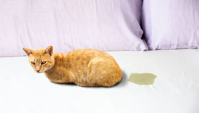 Cat Peed In Bed