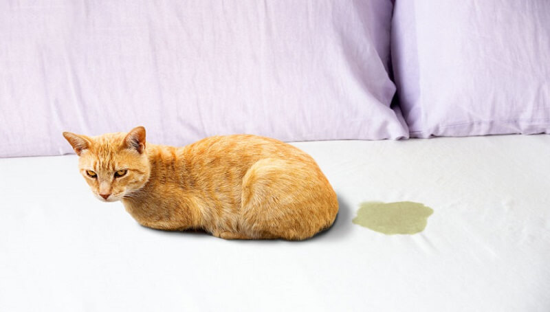 Why is Your Cat Peeing on Your Bed? 2 Cat Peed In Bed