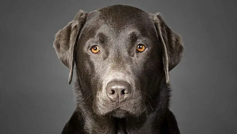 Charcoal Lab