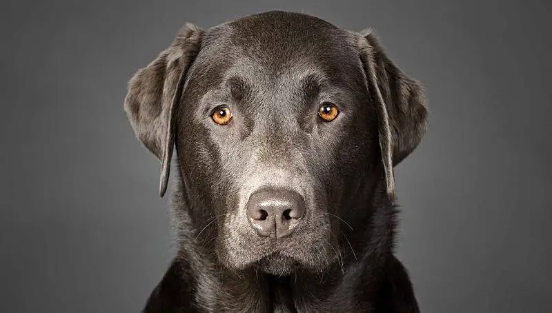 Silver or Charcoal Labrador? 2 Charcoal Lab