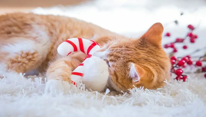Cats and Christmas: Tips for Quiet Holidays 4 Christmas and Cats