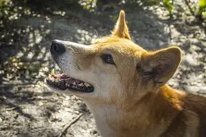 Dingo Face