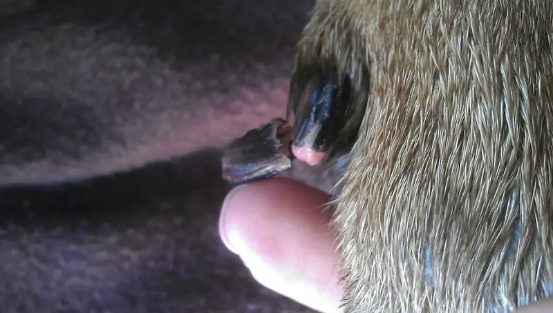 Dog Broken Nail