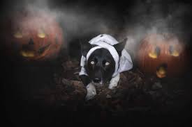 Dog Afraid of Halloween