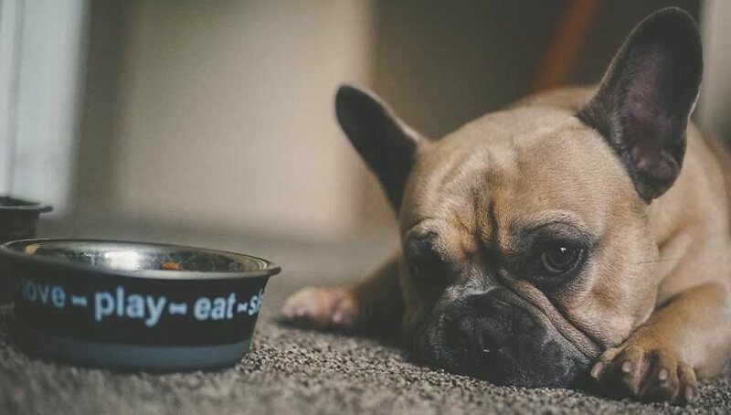 What Should You Do if Your Dog Ate a Pen 4 Dog Ate a Pen