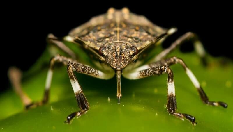 Dog Ate Stink Bug
