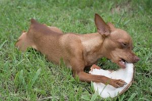 Dog Eating Coconut