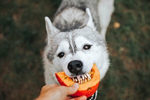 Dog Eating Pumpkin