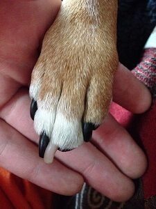 Dog With One White Nail