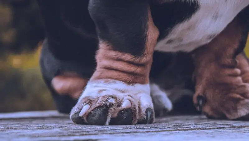 Dog with White and Black Nails