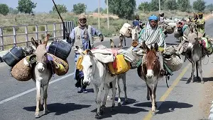 Donkey Carrying Stuff