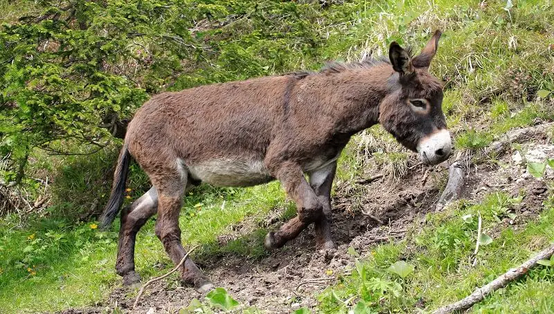 Incredible Donkey Facts 2 Donkey Facts