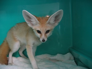 Fennec Fox