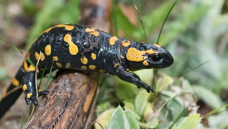 Fire Salamander Facts