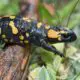 Fire Salamander Facts