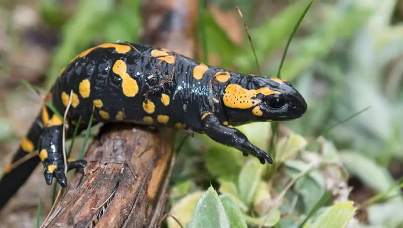 Facts About the Fire Salamander 3 Fire Salamander Facts