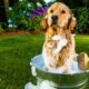 Get Rid of Wet Dog Smell