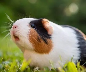 Guinea Pig Closeup