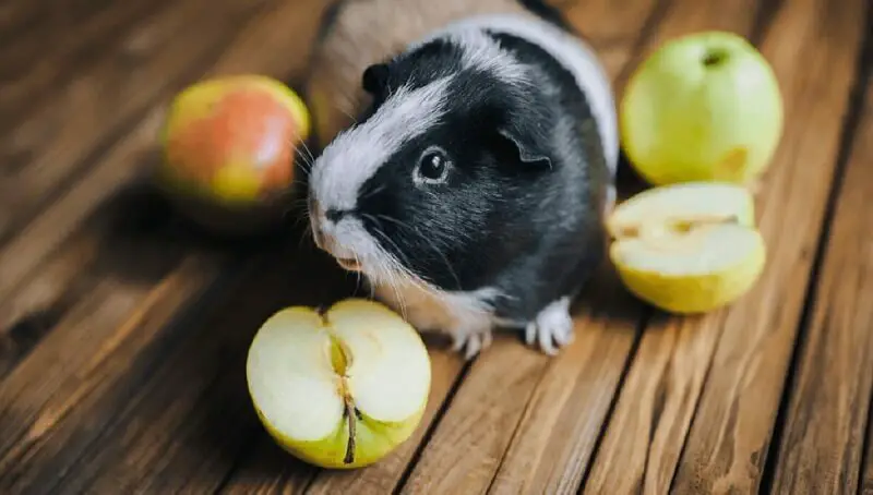 Guinea Pig Eating Apple