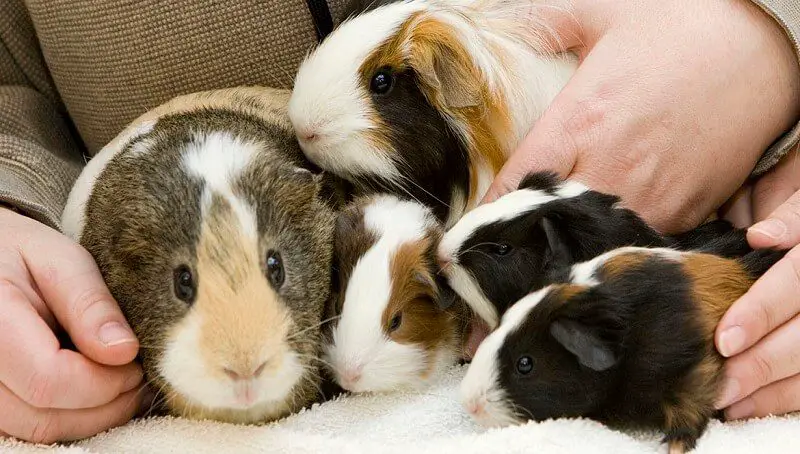 Guinea Pig Lifespan