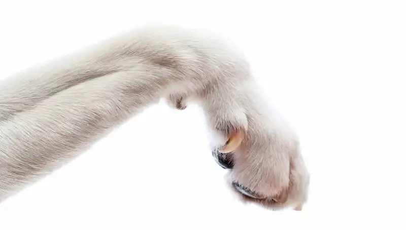 How to Treat Dog Dew Claw Injuries