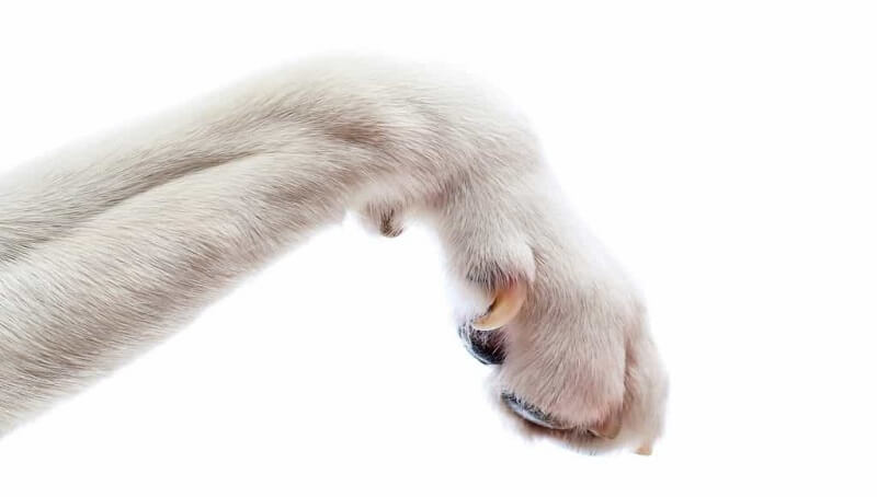 What To Do About a Broken Dew Claw That’s Not Bleeding? 3 How to Treat Dog Dew Claw Injuries