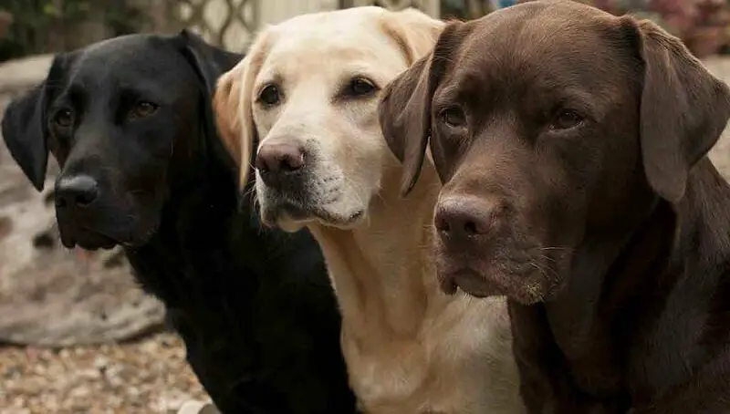 Labrador Colors