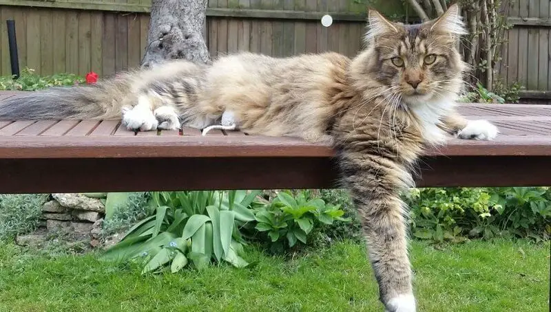 Maine Coon Cat Size