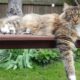 Maine Coon Cat Size
