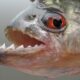 Piranha Facts