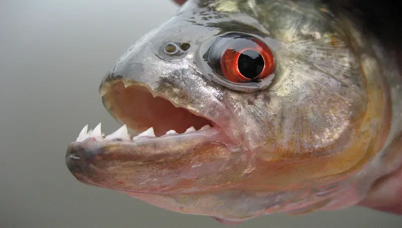 Interesting Facts on Piranha Fish 2 Piranha Facts