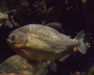 Piranha in Water