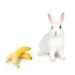 Rabbit Near Banana