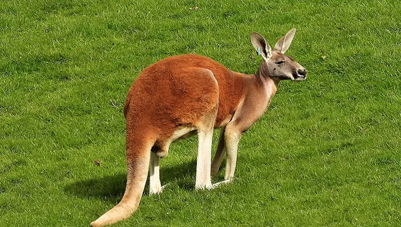 Interesting Facts About the Red Kangaroo 2 Red Kangaroo Facts