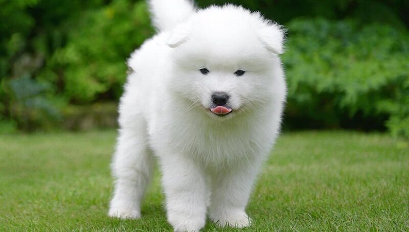 Samoyed Facts