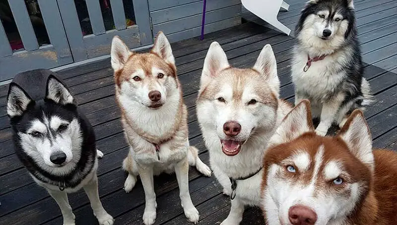 Siberian Huskies Different Colors