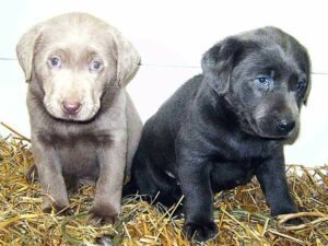 Silver Lab Puppies