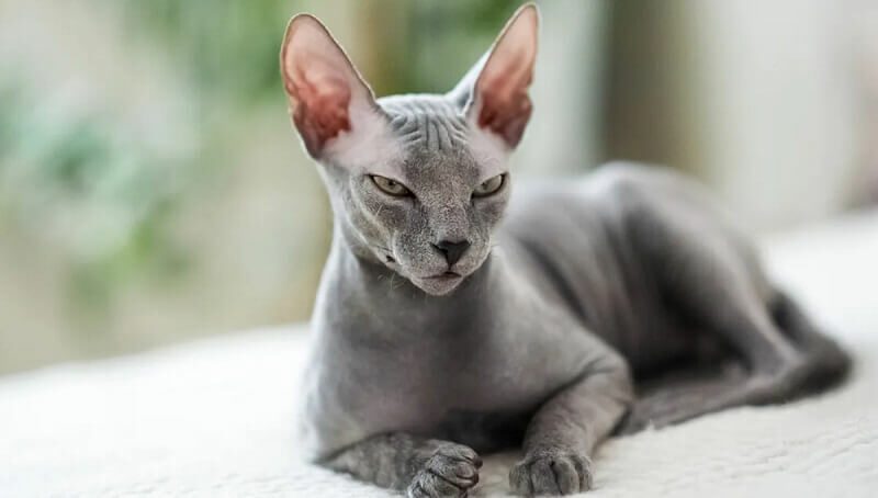 Sphynx Cat Breed Facts 4 Sphinx Facts